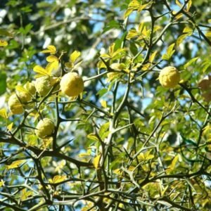 Bitter Orange, Fructus Aurantii Seed 500 PCS, Citrus Aurantium Suancheng