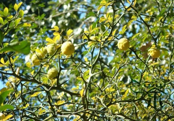 Bitter Orange, Fructus Aurantii Seed 500 PCS, Citrus Aurantium Suancheng