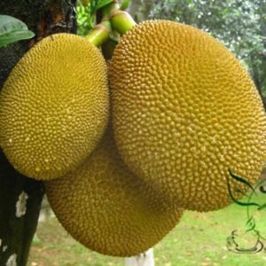 Artocarpus Heterophyllus, Jack Jak Jackfruit Seed 30 PCS, Fenne Boluomi