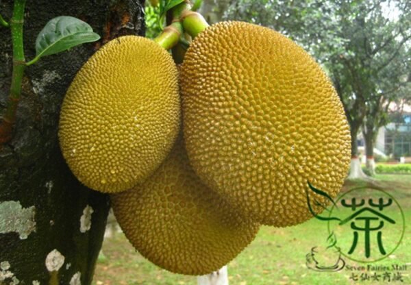 Artocarpus Heterophyllus, Jack Jak Jackfruit Seed 30 PCS, Fenne Boluomi