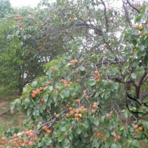 Armeniaca Sibirica, Prunus Sibirica Seed 100 PCS, Siberian Apricot Shanxing