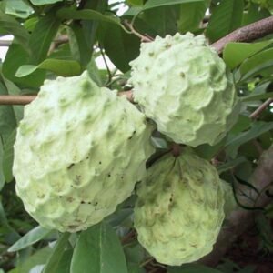 Annona Squamosa, Sugar-apple Seed 100 PCS, Custard Apple Fanlizhi