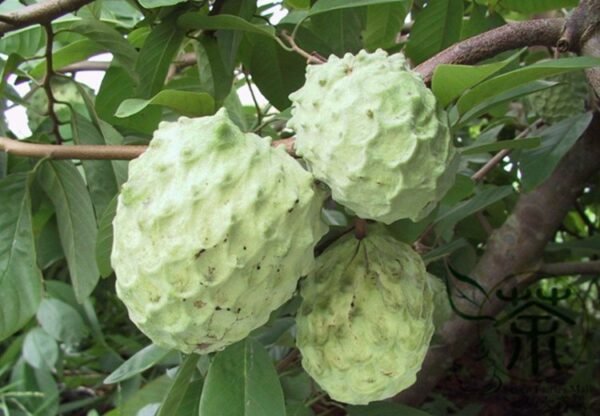 Annona Squamosa, Sugar-apple Seed 100 PCS, Custard Apple Fanlizhi