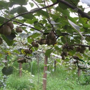 Actinidia Deliciosa, Fuzzy Kiwifruit Seed 2000 PCS, Mangveyo Mihoutao