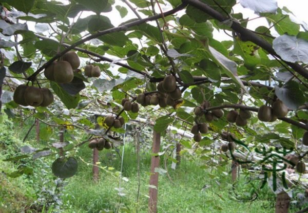 Actinidia Deliciosa, Fuzzy Kiwifruit Seed 2000 PCS, Mangveyo Mihoutao