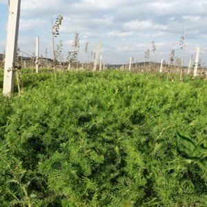 Vicia Villosa, Hairy Vetch Seed 3000 PCS, Winter Vetch Maotiaozi