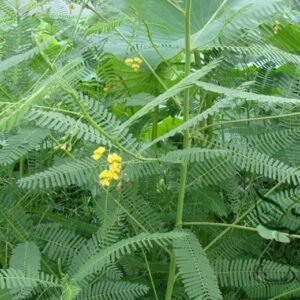 Sesbania Cannabina, Sesbania Pea Seed 2000 PCS, Yellow Pea Bush Tianjing