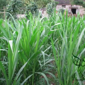 Pennisetum Alopecuroides, Sweet Elephant Grass Seed 3000 PCS, Tianxiangcao