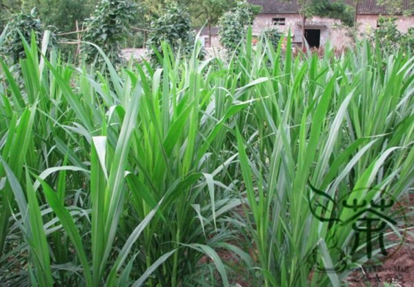 Pennisetum Alopecuroides, Sweet Elephant Grass Seed 3000 PCS, Tianxiangcao