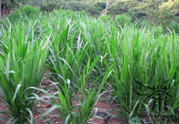 Pennisetum Alopecuroides, Sweet Elephant Grass Seed 3000 PCS, Tianxiangcao - Image 2