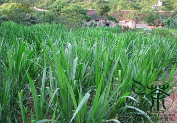 Pennisetum Alopecuroides, Sweet Elephant Grass Seed 3000 PCS, Tianxiangcao - Image 3