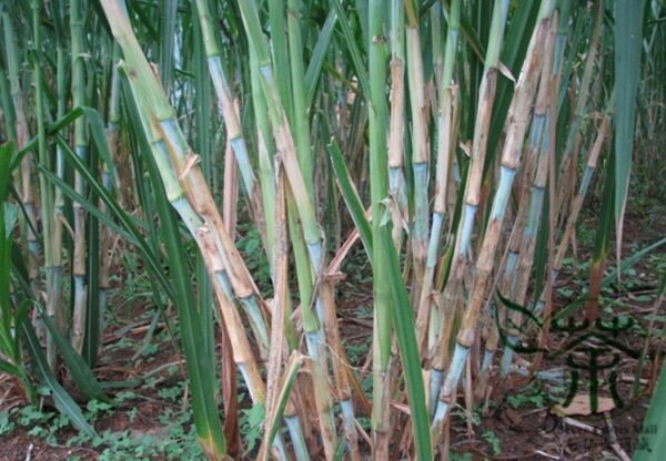 Pennisetum Alopecuroides, Sweet Elephant Grass Seed 3000 PCS, Tianxiangcao - Image 4