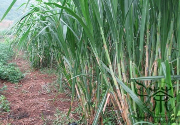 Pennisetum Alopecuroides, Sweet Elephant Grass Seed 3000 PCS, Tianxiangcao - Image 6