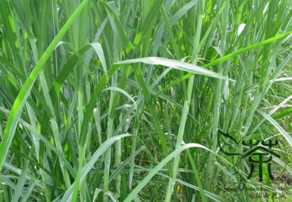 Pennisetum Alopecuroides, Sweet Elephant Grass Seed 3000 PCS, Tianxiangcao - Image 7