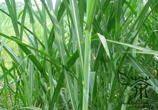 Pennisetum Alopecuroides, Sweet Elephant Grass Seed 3000 PCS, Tianxiangcao - Image 8