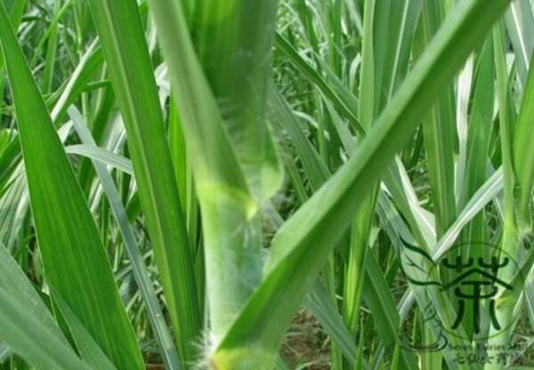 Pennisetum Alopecuroides, Sweet Elephant Grass Seed 3000 PCS, Tianxiangcao - Image 9