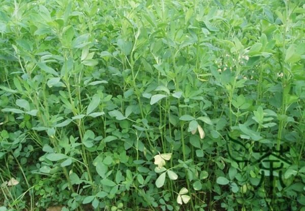 Medicago Sativa, Lucerne Alfalfa Seed 20000 PCS, Zihua Muxu - Image 2