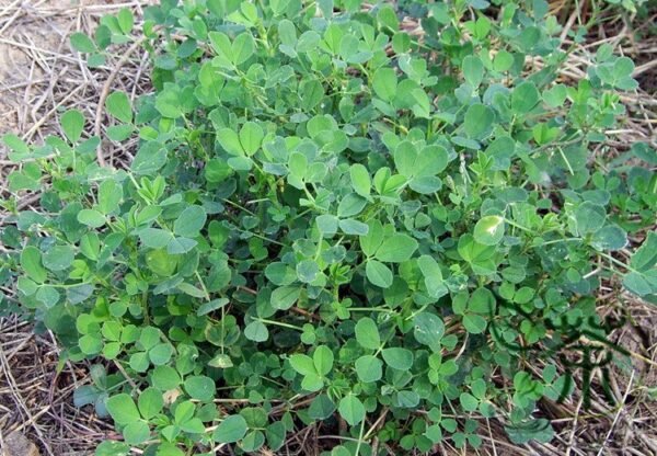 Medicago Sativa, Lucerne Alfalfa Seed 20000 PCS, Zihua Muxu - Image 3