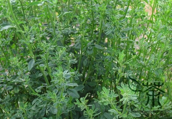 Medicago Sativa, Lucerne Alfalfa Seed 20000 PCS, Zihua Muxu - Image 4