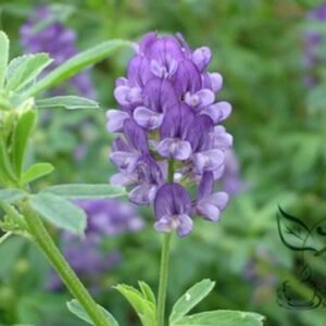 Medicago Sativa, Lucerne Alfalfa Seed 20000 PCS, Zihua Muxu