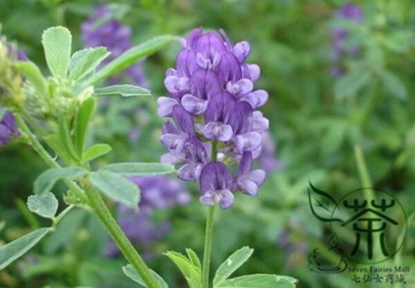 Medicago Sativa, Lucerne Alfalfa Seed 20000 PCS, Zihua Muxu