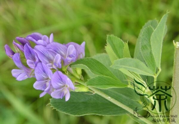 Medicago Sativa, Lucerne Alfalfa Seed 20000 PCS, Zihua Muxu - Image 5