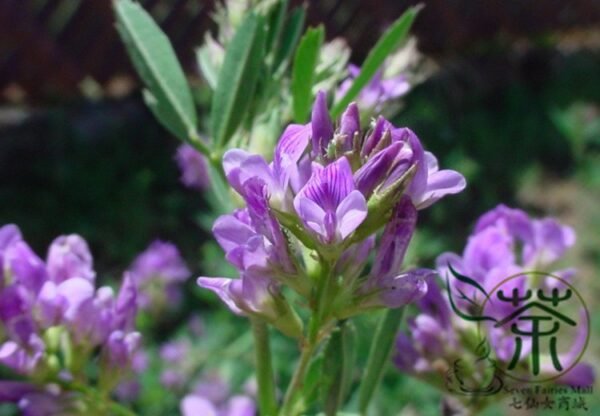 Medicago Sativa, Lucerne Alfalfa Seed 20000 PCS, Zihua Muxu - Image 6