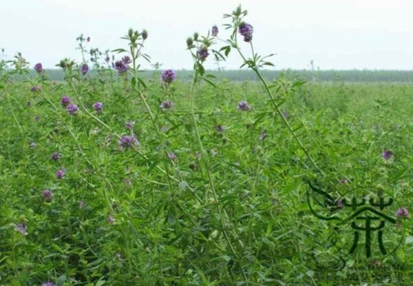 Medicago Sativa, Lucerne Alfalfa Seed 20000 PCS, Zihua Muxu - Image 7