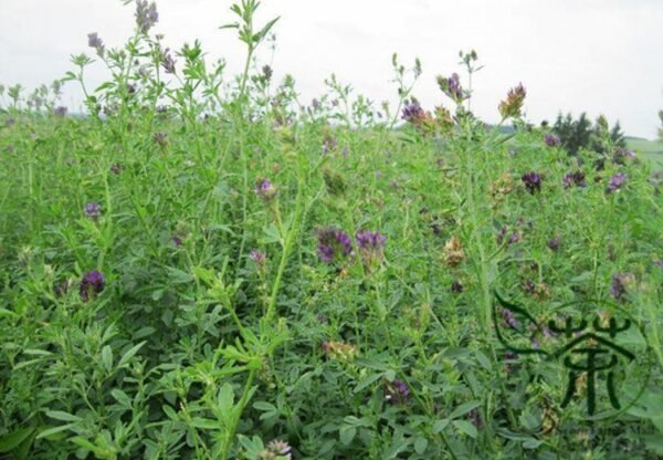 Medicago Sativa, Lucerne Alfalfa Seed 20000 PCS, Zihua Muxu - Image 8