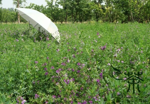 Medicago Sativa, Lucerne Alfalfa Seed 20000 PCS, Zihua Muxu - Image 9