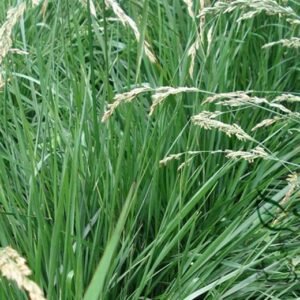 Festuca Arundinacea, Reed Fescue Seed 5000 PCS, Weizhuang Yangmao