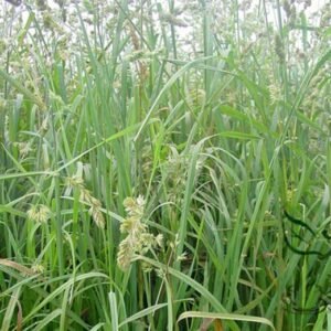 Dactylis Glomerata, Orchard Grass Seed 5000 PCS, Cock's-foot Yamao