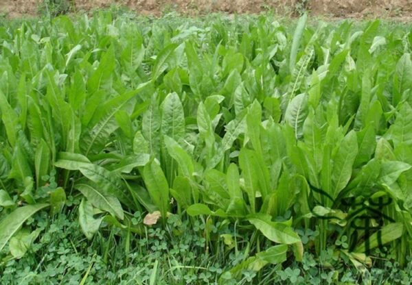 Cichorium Intybus, Common Chicory Seed 5000 PCS, Endive Juju - Image 2