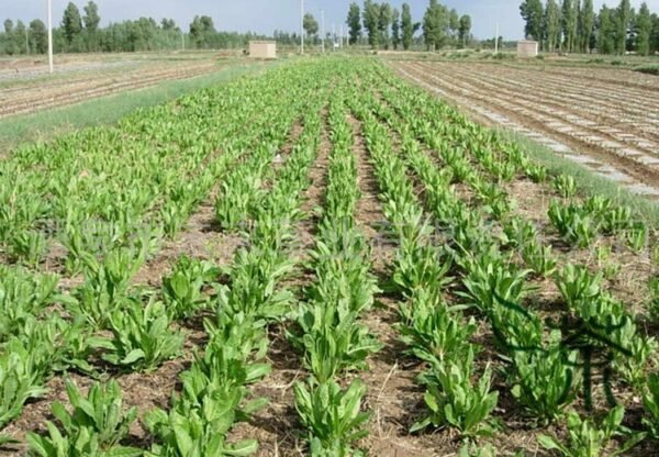 Cichorium Intybus, Common Chicory Seed 5000 PCS, Endive Juju - Image 3