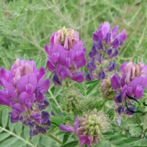 Astragalus Adsurgens, Standing Milkvetch Seed 5000 PCS, Shadawang