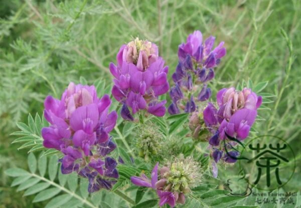 Astragalus Adsurgens, Standing Milkvetch Seed 5000 PCS, Shadawang