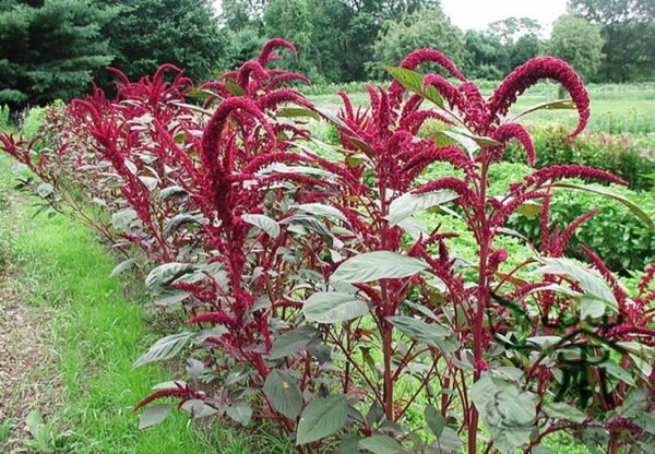 Amaranthus Hypochondriacus, Prince's Feather Seed 20000 PCS, Amaranth Zilixian