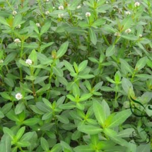 Alternanthera Philoxeroides, Alligator Weed Seed 3000 PCS, Kongxin Lianzicao