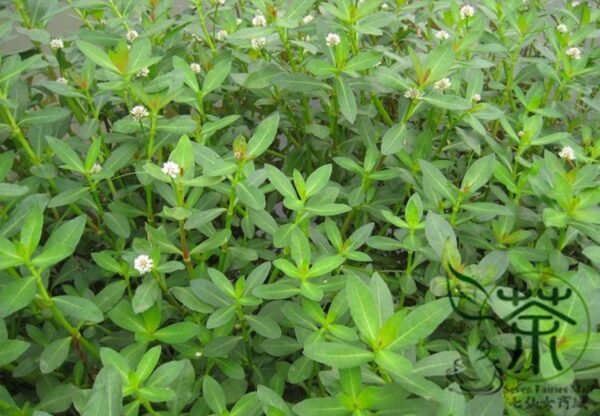 Alternanthera Philoxeroides, Alligator Weed Seed 3000 PCS, Kongxin Lianzicao