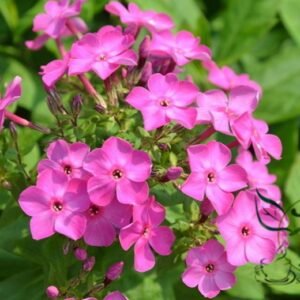 Verbena Hybrida, Garden Verbena Seed 2000 PCS, Hybrid Verbena Meinvying