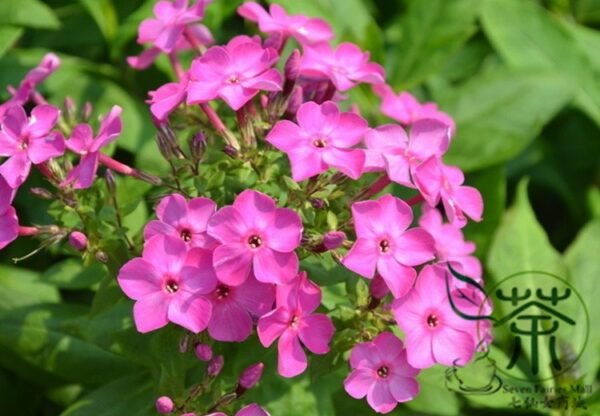 Verbena Hybrida, Garden Verbena Seed 2000 PCS, Hybrid Verbena Meinvying