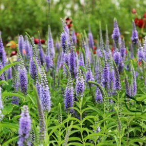 Veronica Spicata, Spiked Speedwell Seed 2000 PCS, Royal Candles Popona