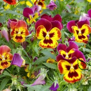 Viola Tricolor, Johnny Jump Up Seed 2000 PCS, Heart's Ease Sansejin