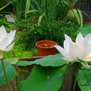 Water Lotus, Nelumbo Nucifera Seed 50 PCS, Sacred Lotus Wanlian