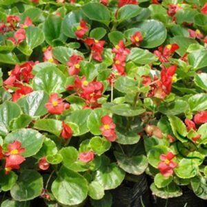 Wax Begonia, Begonia Semperflorens Seed 2000 PCS, Malus Spectabilis Siji Haitang