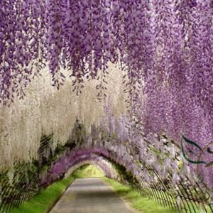 Wisteria Sinensis, Chinese Wisteria Seed 300 PCS, Ziteng