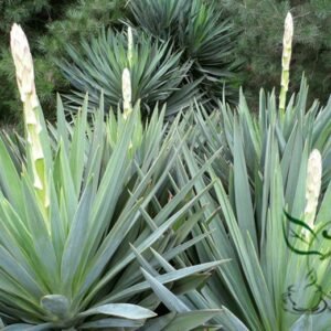 Yucca Gloriosa, Glorious Yucca Seed 1000 PCS, Fengweilan