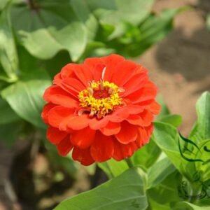 Zinnias Elegans, Common Zinnia Seed 1000 PCS, Bairicao