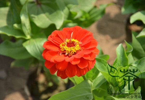 Zinnias Elegans, Common Zinnia Seed 1000 PCS, Bairicao