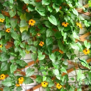 Thunbergia Alata, Black-Eyed Susan Vine Seed 1000 PCS, Heiyan Sushan